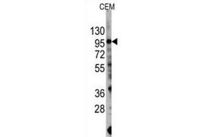 Western blot analysis of anti-PIK3CG Antibody  (R) in CEM cell line lysates (35 μg/lane). (PIK3 gamma anticorps  (AA 1079-1102))