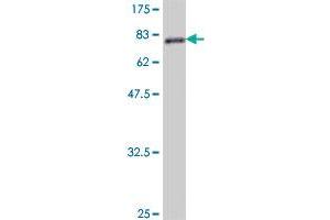 Western Blot detection against Immunogen (81.