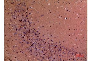 Immunohistochemistry (IHC) analysis of paraffin-embedded Mouse Brain, antibody was diluted at 1:100.