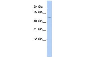 WB Suggested Anti-B3GALNT2 Antibody Titration:  0. (B3GALNT2 anticorps  (Middle Region))