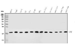Western blot analysis of ID2 using anti-ID2 antibody (ABIN7598980).