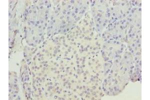 Immunohistochemistry of paraffin-embedded human pancreatic tissue using ABIN7151903 at dilution of 1:100 (EGFL6 anticorps  (AA 301-554))