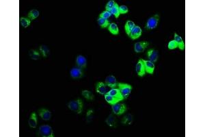 Immunofluorescence staining of Hela cells with ABIN7153633 at 1:166, counter-stained with DAPI.
