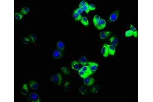 Immunofluorescence staining of Hela cells with ABIN7153633 at 1:166, counter-stained with DAPI. (GJD2 anticorps  (AA 99-197))