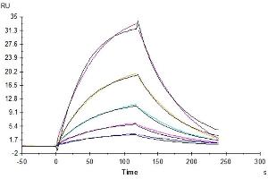 Human CD155, hFc Tag captured on CM5 Chip via Protein A can bind Human CD96, His Tag with an affinity constant of 0. (CD96 Protein (CD96) (AA 22-503) (His tag))