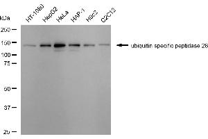 anti-Ubiquitin Specific Peptidase 28 (USP28) antibody