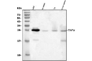 Western blot analysis of TNF alpha using anti-TNF alpha antibody (ABIN4886747).