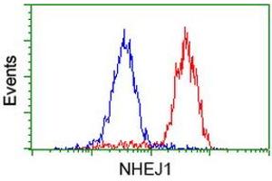 Image no. 8 for anti-Nonhomologous End-Joining Factor 1 (NHEJ1) antibody (ABIN1499728)