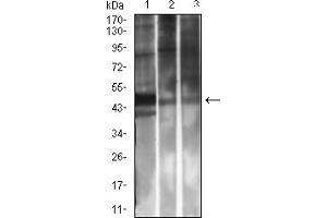 Western blot analysis using CD314 mouse mAb against Rat Spleen (1), A549 (2), and HepG2 (3) cell lysate.