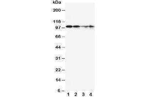 Western blot testing of MCM2 antibody and Lane 1:  SW620;  2: PANC;  3: Jurkat;  4: HeLa cell lysate. (MCM2 anticorps  (C-Term))