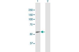 Western Blot analysis of CYP4F22 expression in transfected 293T cell line by CYP4F22 MaxPab polyclonal antibody.