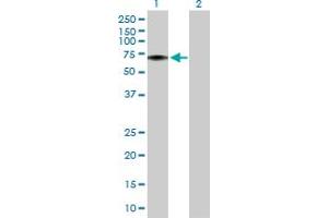 Western Blot analysis of FLVCR1 expression in transfected 293T cell line by FLVCR1 MaxPab polyclonal antibody. (FLVCR anticorps  (AA 1-555))