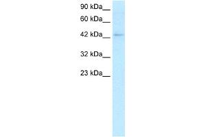 WB Suggested Anti-LEF1 Antibody Titration:  2. (LEF1 anticorps  (C-Term))