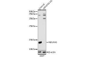 Western blot analysis of extracts from normal (control) and NDUF knockout (KO) 293T cells, using NDUF antibody (ABIN7268804) at 1:1000 dilution. (NDUFA5 anticorps  (AA 1-116))