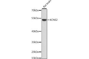 Western blot analysis of extracts of rat brain, using KCNS2 antibody (ABIN7269478) at 1:1000 dilution. (KCNS2 anticorps  (AA 1-187))