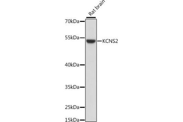 KCNS2 anticorps  (AA 1-187)