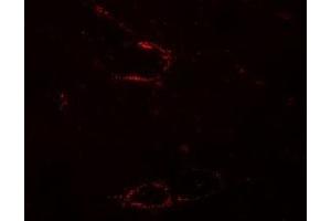 anti-Synaptopodin 2-Like (SYNPO2L) (N-Term) antibody