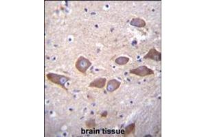 SLC25A31 Antibody immunohistochemistry analysis in formalin fixed and paraffin embedded human brain tissue followed by peroxidase conjugation of the secondary antibody and DAB staining.