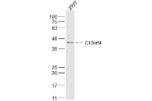 FRA10AC1 anticorps