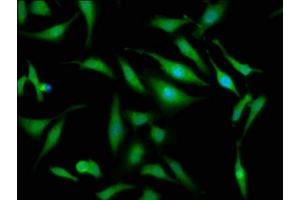 Immunofluorescence staining of Hela cells with ABIN7162338 at 1:133, counter-stained with DAPI.