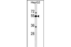PI16 Antibody (Center) (ABIN1538274 and ABIN2849283) western blot analysis in HepG2 cell line lysates (35 μg/lane). (PI16 anticorps  (AA 301-329))