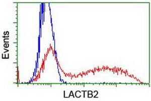 HEK293T cells transfected with either RC201465 overexpress plasmid (Red) or empty vector control plasmid (Blue) were immunostained by anti-LACTB2 antibody (ABIN2454348), and then analyzed by flow cytometry. (LACTB2 anticorps)