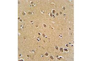 Formalin fixed, paraffin embedded human brain tissue stained with RFT1 Antibody (C-term) followed by peroxidase conjugation of the secondary antibody and DAB staining.