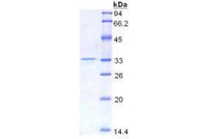 SDS-PAGE analysis of Mouse HMG1 Protein. (HMGB1 Protéine)