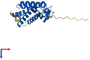 AlphaFold protein structure predicition of Human Recombinant CYGB Protein, UniprotID Q8WWM9