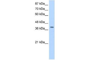 LARP7 antibody used at 1. (LARP7 anticorps  (C-Term))