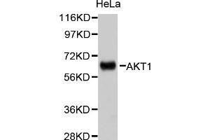 Western blot analysis of extracts of HeLa cells, using AKT1 antibody (ABIN5999499). (AKT1 anticorps)