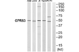 Western blot analysis of extracts from A549 cells, LOVO cells, Jurkat cells, HepG2 cells and HuvEc cells, using GPR83 antibody. (GPR83 anticorps  (C-Term))