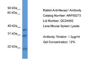 WB Suggested Anti-Necap1  Antibody Titration: 0. (NECAP1 anticorps  (N-Term))