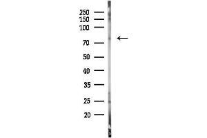 anti-CREB Regulated Transcription Coactivator 3 (CRTC3) (Internal Region) antibody