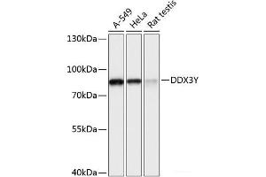 Western blot analysis of extracts of various cell lines using DDX3Y Polyclonal Antibody at dilution of 1:3000. (DDX3Y anticorps)