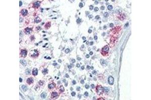 IHC analysis of FFPE human testis tissue stained with EZH2 antibody (EZH2 anticorps)