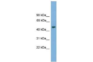 WB Suggested Anti-NARF Antibody Titration: 0. (NARF anticorps  (Middle Region))