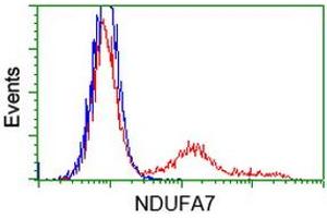 HEK293T cells transfected with either RC200534 overexpress plasmid (Red) or empty vector control plasmid (Blue) were immunostained by anti-NDUFA7 antibody (ABIN2454404), and then analyzed by flow cytometry. (NDUFA7 anticorps)