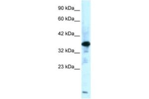 Western Blotting (WB) image for anti-Zinc Finger Protein-Like 1 (ZFPL1) antibody (ABIN2460920) (ZFPL1 anticorps)