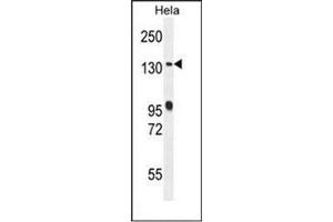 Western blot analysis of RAB6IP1 / DENND5A Antibody (Center) in Hela cell line lysates (35ug/lane). (DENND5A anticorps  (Middle Region))