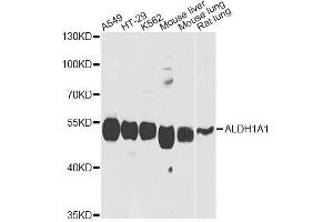 Western blot analysis of extracts of various cell lines, using ALDH1A1 antibody.