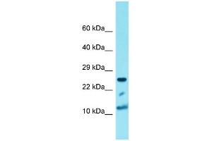 Western Blotting (WB) image for anti-Histone Cluster 1, H4a (HIST1H4A) (N-Term) antibody (ABIN2774551) (HIST1H4A anticorps  (N-Term))