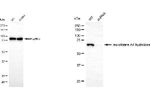 Western blotting analysis using leukotriene A4 hydrolase antibody (ABIN7799259).
