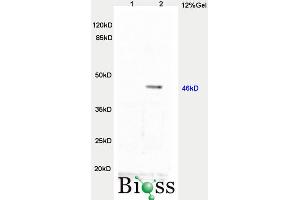 anti-TWIST1, TWIST2 (AA 71-170) antibody