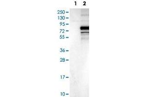 Western Blot analysis of Lane 1: negative control (vector only transfected HEK293T cell lysate) and Lane 2: over-expression lysate (co-expressed with a C-terminal myc-DDK tag in mammalian HEK293T cells) with C3orf39 polyclonal antibody . (C3orf39 anticorps)