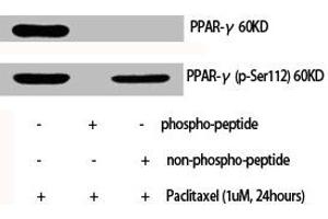 Western Blot analysis of various cells using Phospho-PPAR-γ (S112) Polyclonal Antibody (PPARG anticorps  (pSer112))