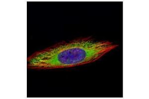 ICC/IF Image Confocal immunofluorescence analysis (Olympus FV10i) of methanol-fixed HeLa, using ENO3, antibody (Green) at 1:500 dilution.