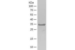Western Blotting (WB) image for Ribosomal Protein L38 (RPL38) (AA 1-70) protein (His-IF2DI Tag) (ABIN7124887)