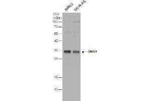 WB Image SNAI1 antibody detects SNAI1 protein by western blot analysis. (SNAIL anticorps)