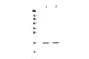Western blot analysis of PLAC9 using anti-PLAC9 antibody . (PLAC9 anticorps  (AA 30-81))